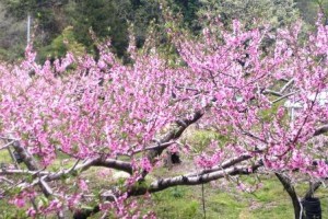 特別なことが特別でない