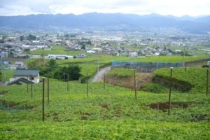 歯を食いしばってまで・・・・