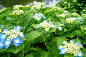 見守りネットワークを支える素晴らしき仲間たち