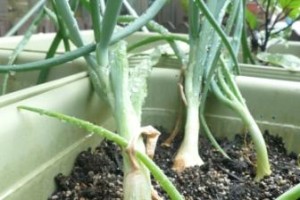 小学校との協同