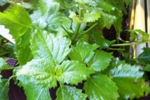 来訪者との近所づきあいの交流