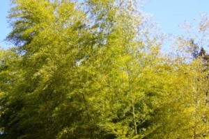 東京都老人総合研究所　