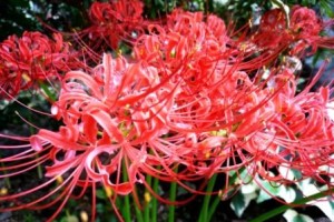 私たちにできないこと