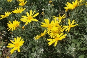 夏の思い出「ユリオプスデージー」