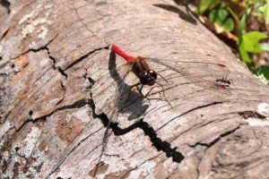 その手で文化を根づかせよう！