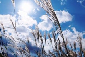 安心感と励みと・・・