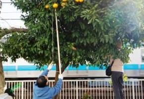 夏みかん ｄｅ クッキング！