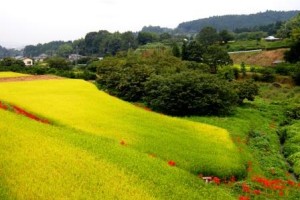 ２０年ぶりのコラボレーション！