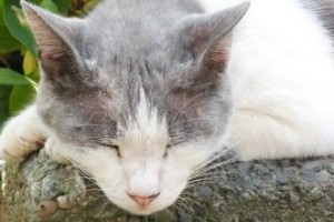 手をさしのべられるのは誰なのか？