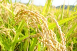 地域の気づき・・・