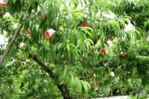 わかっちゃぁいるけど・・・・