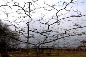 マイホームを購入する基準