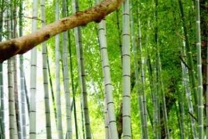 かけがえのないもの