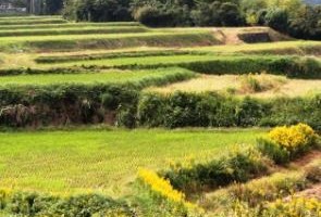 ありがとうございます！