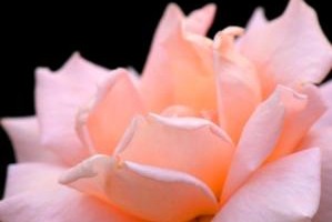 一つ事にこだわって・・・