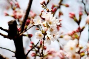 エール！ＹＥＬＬ！