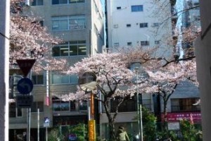 新たな仲間たち・・・。