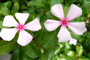 顔の見える連携