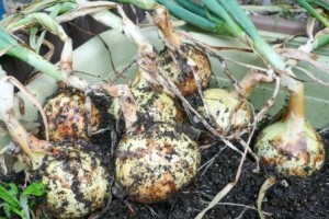 包括菜園　大豊作　！