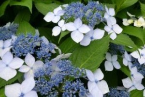 「絆」を考える