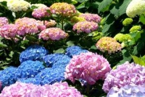 みま～ものＡＹＵＭＩ　創刊！