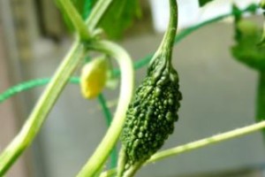 みまーもに、なぜかかわるのか？