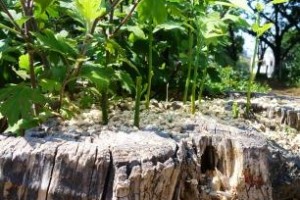 普遍的なものを・・・