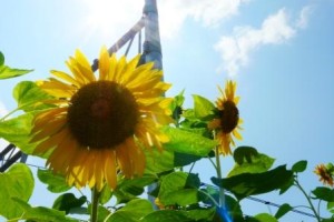 組織間連携の土台