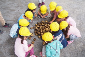 みま～もファーム　　園児とじゃがいも掘り