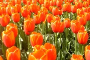 春を感じて・・・。